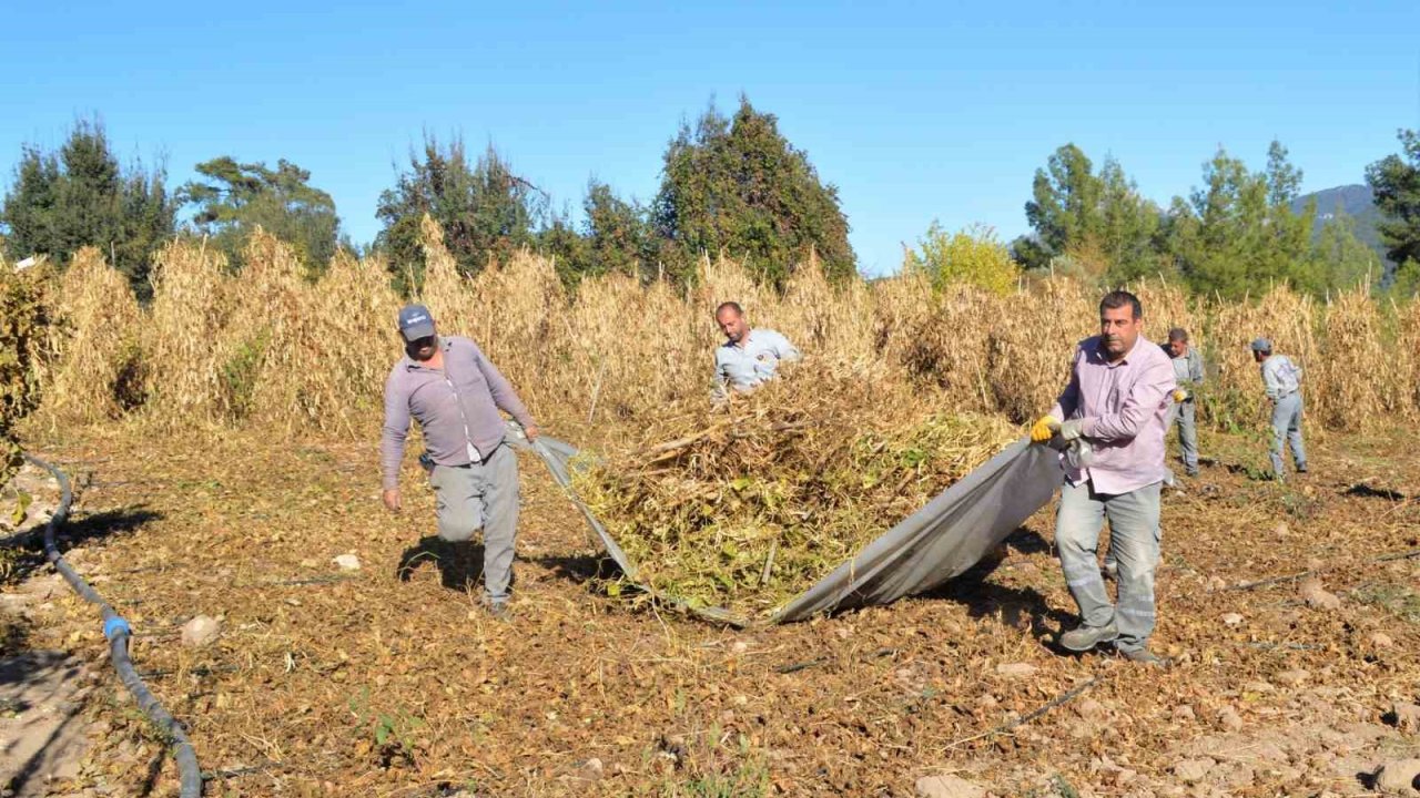 Çandır fasulyesinin hasat zamanı