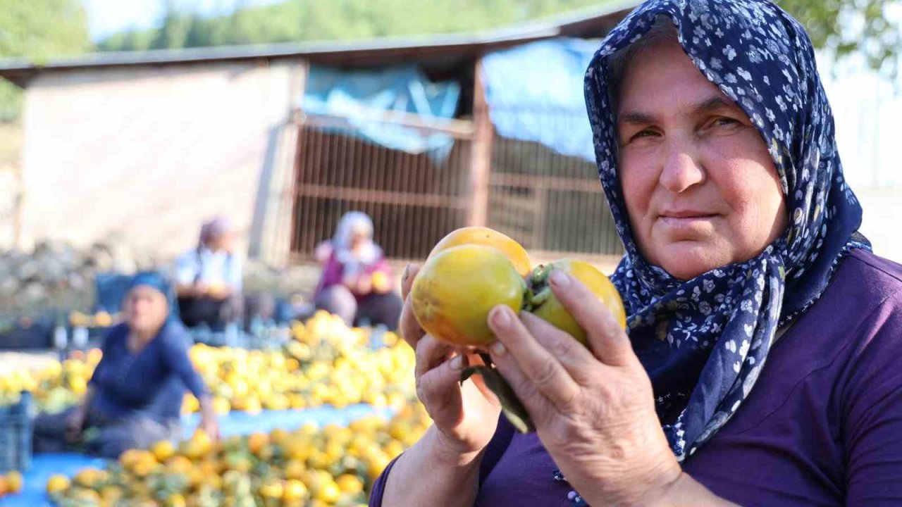 Yaş hurma 20, kurusu 200 lira