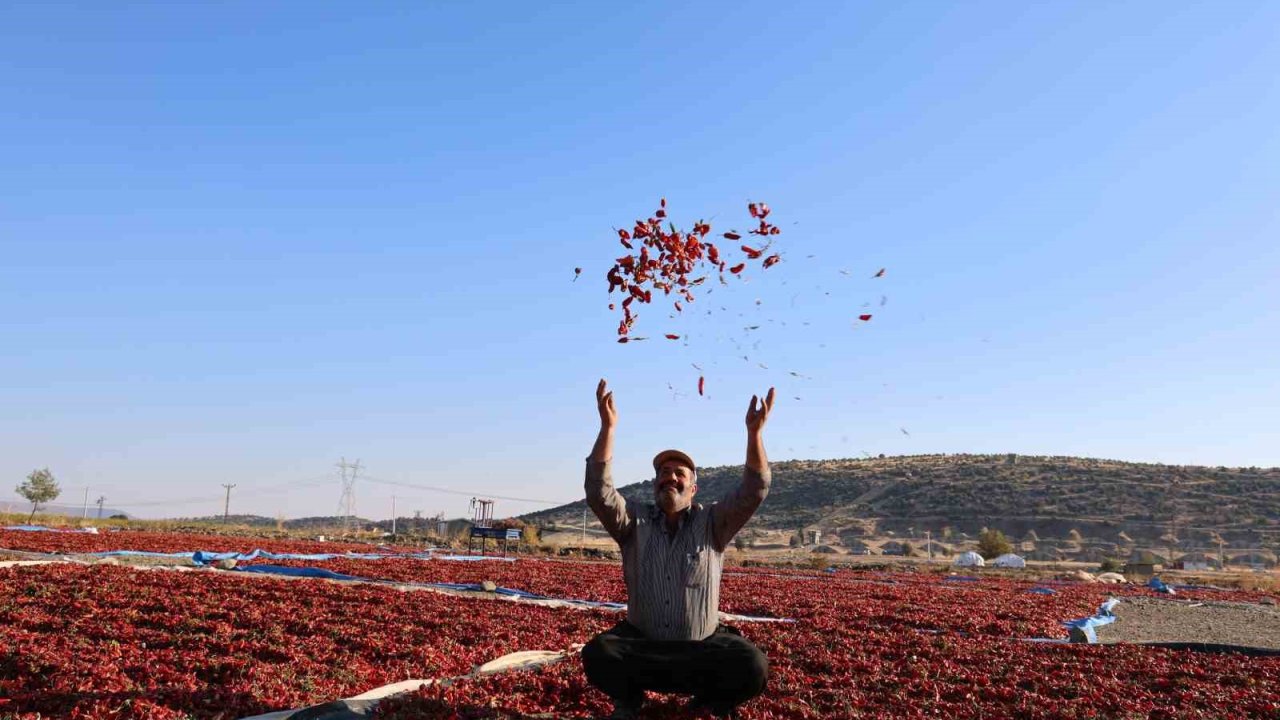 En acı hasat: Maraş biberinde üretim 50 bin ton