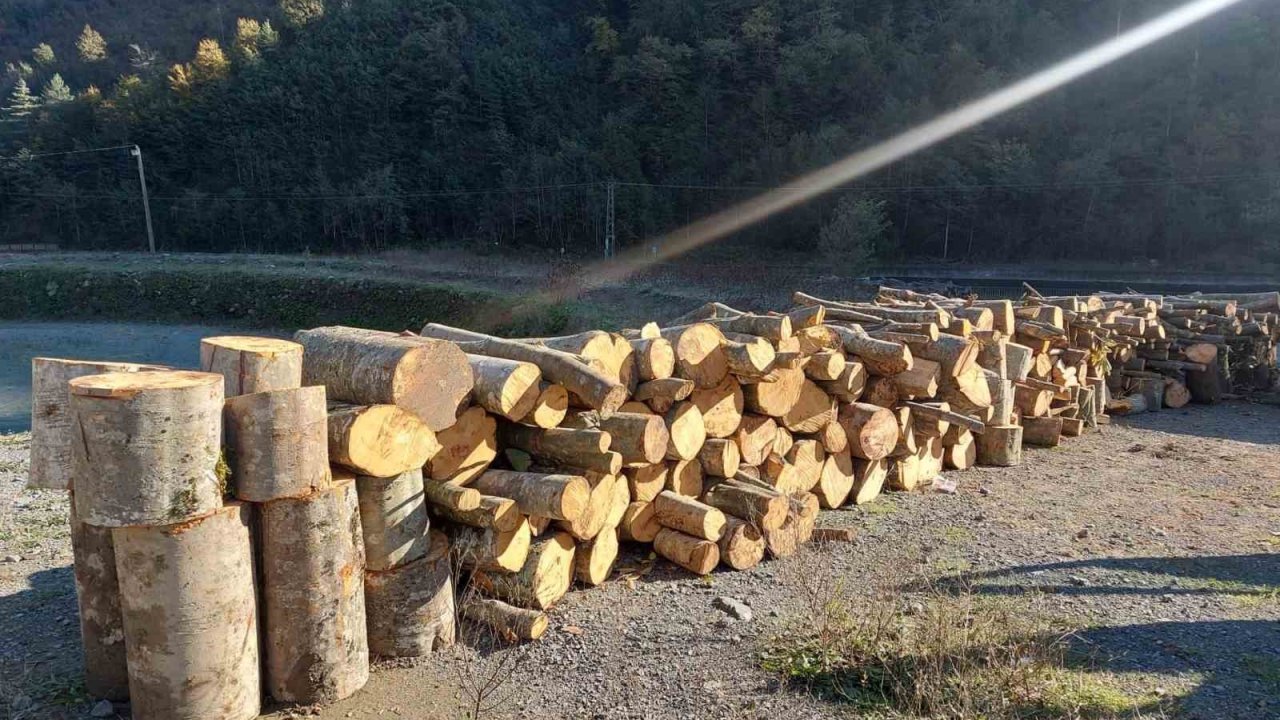 Artvin’de kooperatif başkanı eylemlerin yapıldığı alanda kaçak ağaç kesmekten gözaltına alındı