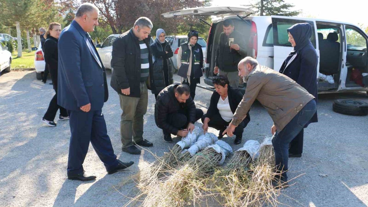 Erzincan’da goji berry yetiştiriciliği başladı