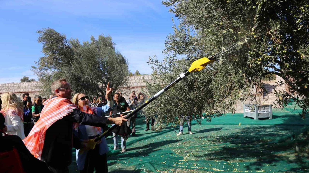 19. Ayvalık Uluslararası Zeytin Hasat Festivali’nde ilk hasat Barbun’un Çiftliği’nde gerçekleşti