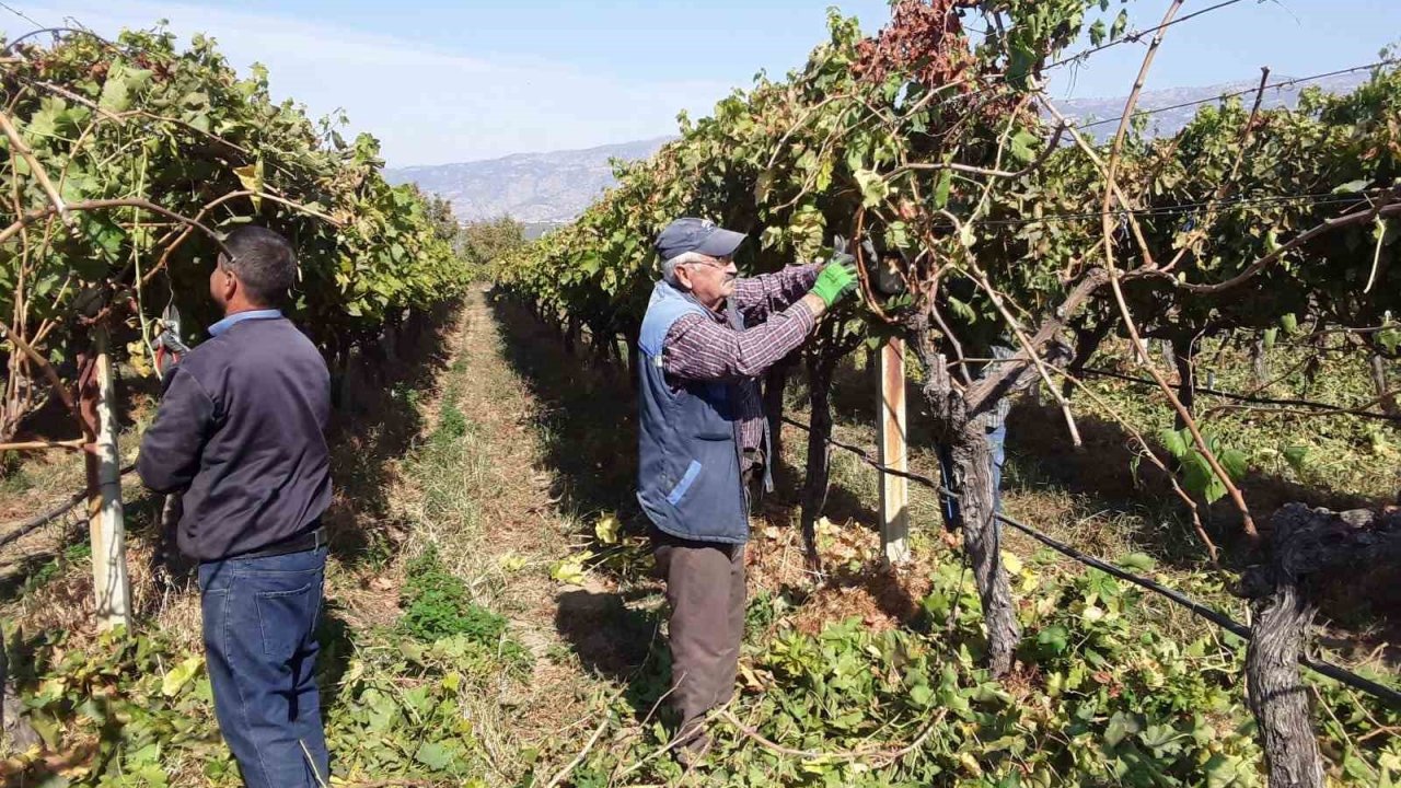 Manisa’nın bağlarında hasat devam ederken budama çalışmaları da başladı