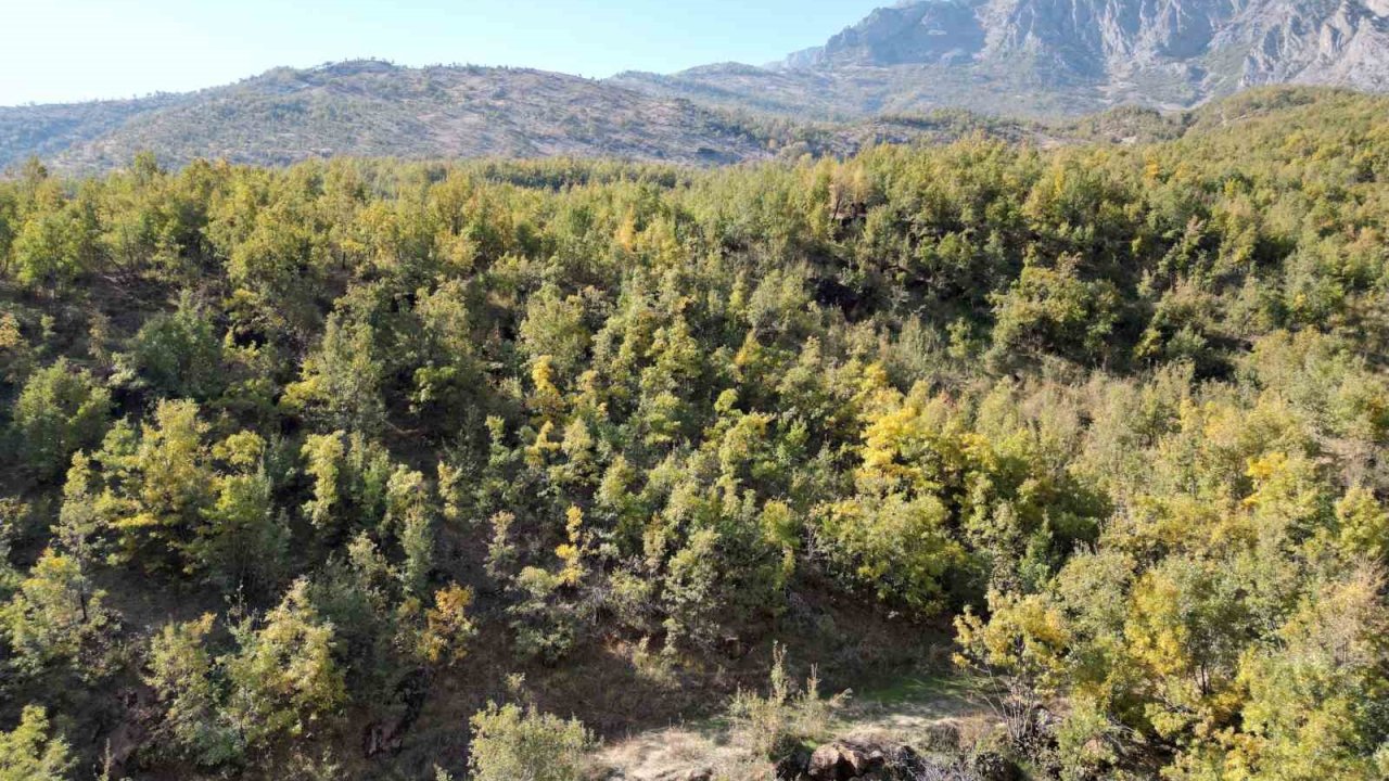 Şırnak’ta meşe ağaçları yaprak dökmeye başladı