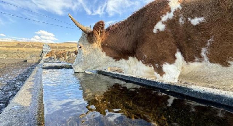 Kars'ta  Amenajman projesi yaylaları suya kavuşturacak!