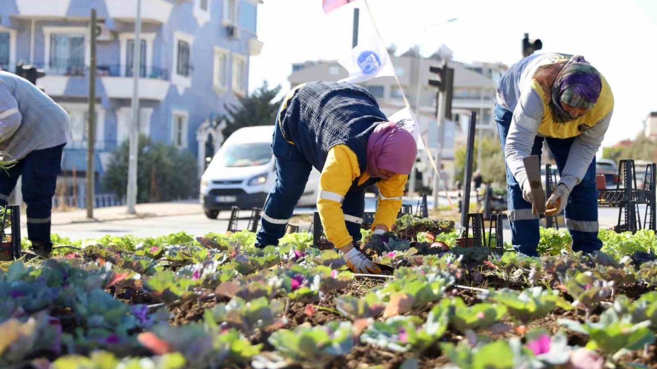 Didim’de kışlık çiçeklerin dikimine başlandı