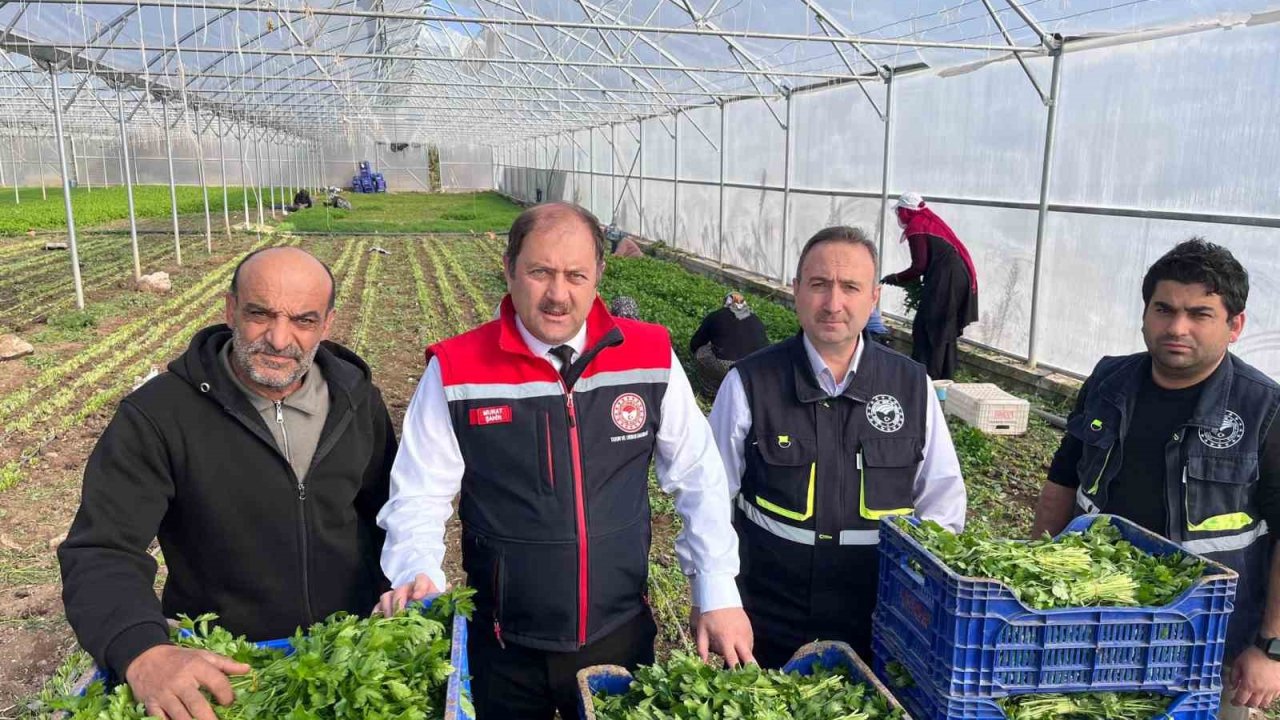 Erzincan’da kışlık sebze hasadı başladı