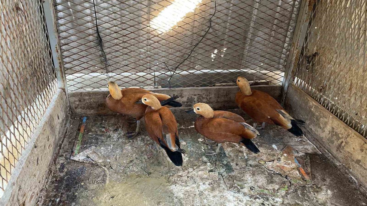 Kırşehir’de ’angut’ besleyen şahıs gözaltına alındı