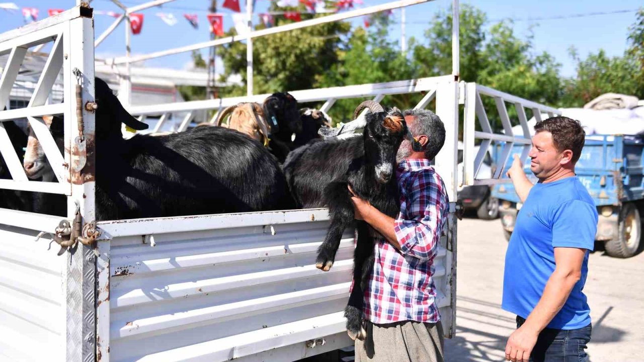 Mersin’de 5 yılda 300 üreticiye 7 bin 500 küçükbaş hayvan desteği