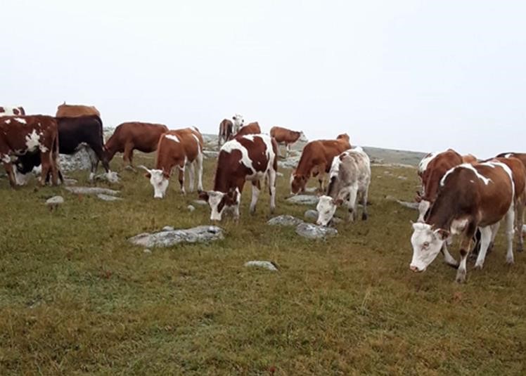 Ardahan'da kaybolan hayvanlar Susuz'da çıktı!