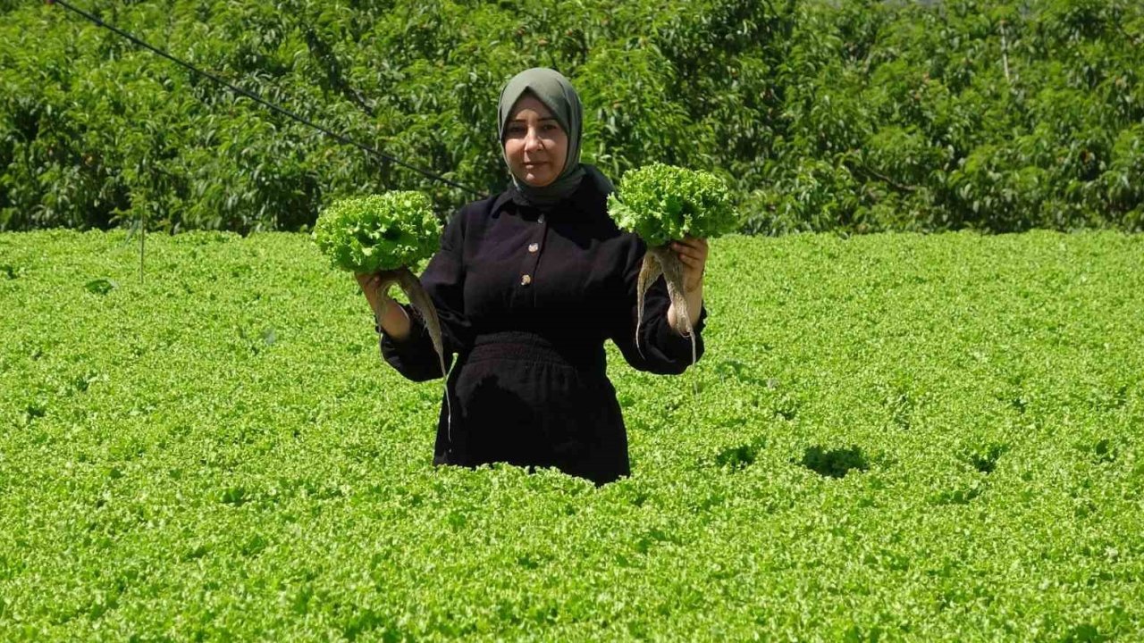 Erzincan’da marul hasadı başladı