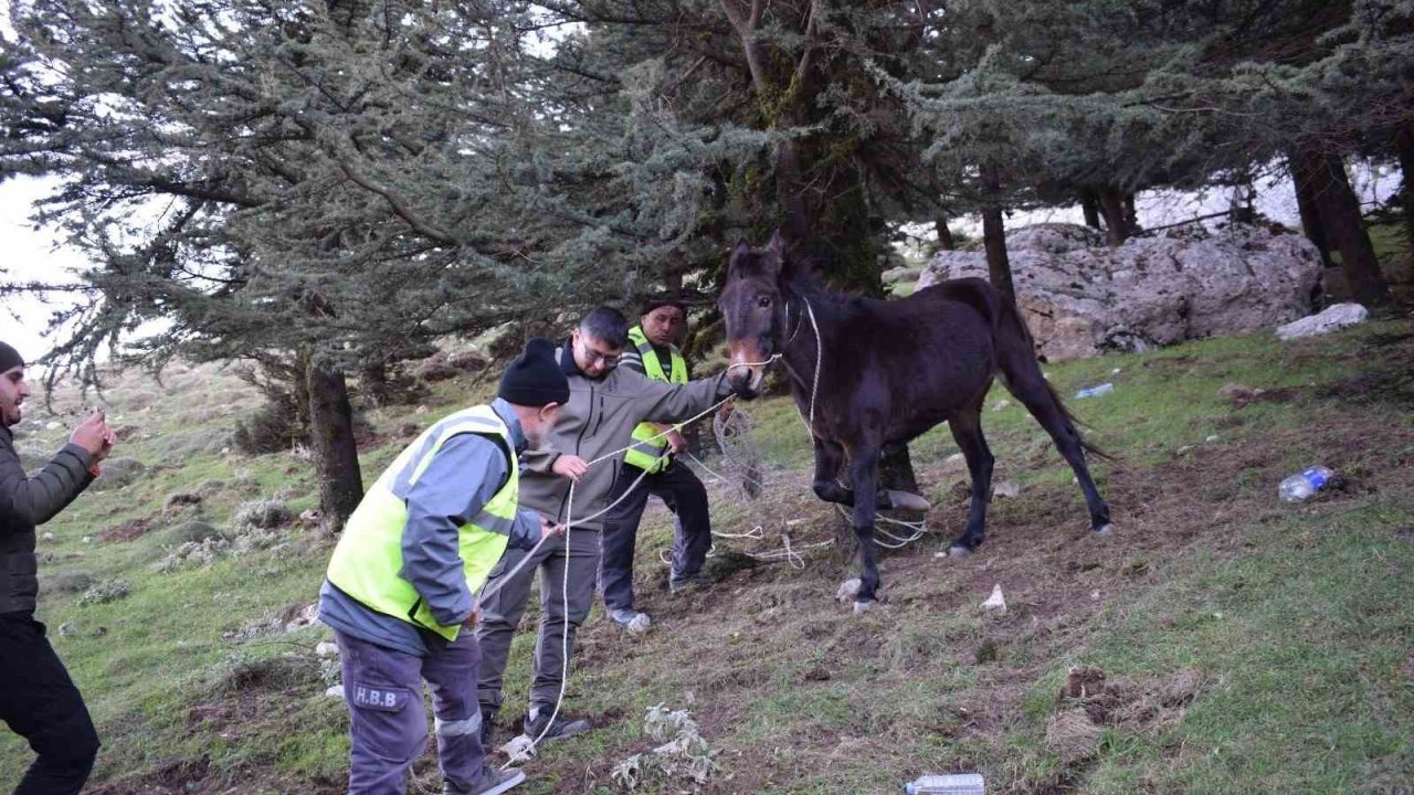 ‘Bu şehrin taşı toprağı da, kuzusu kurdu da bize emanet’ diyen başkandan, bin 900 rakımda ölümü bekleyen katıra şefkat eli