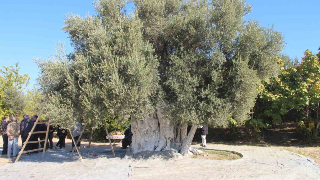 Mersin’de bin 300 yıllık zeytin ağacından hasat yapıldı