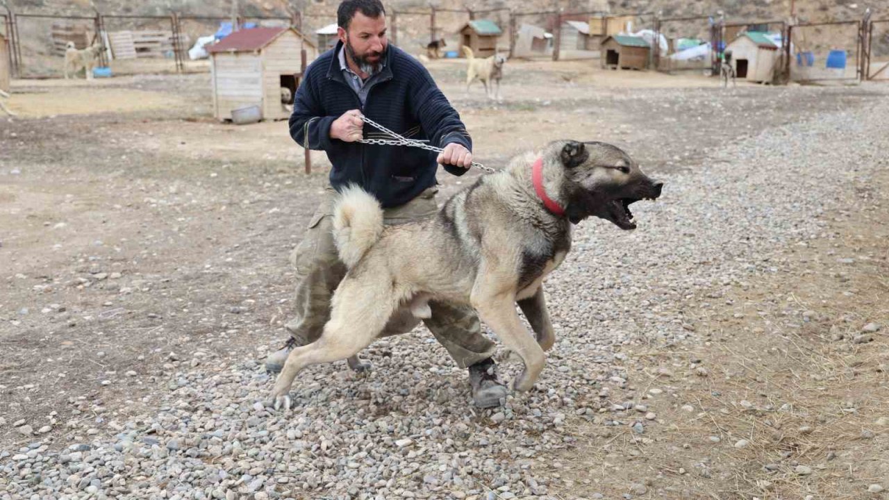 Yazın aslan, kışın kurt özellikleri taşıyor