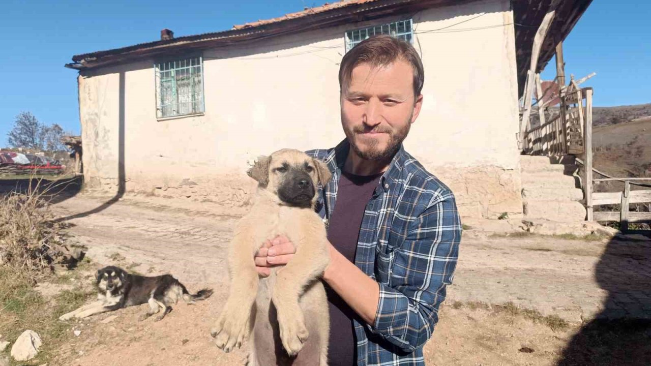 Gazeteciden yavru köpeğe hayat kurtaran heimlich müdahalesi