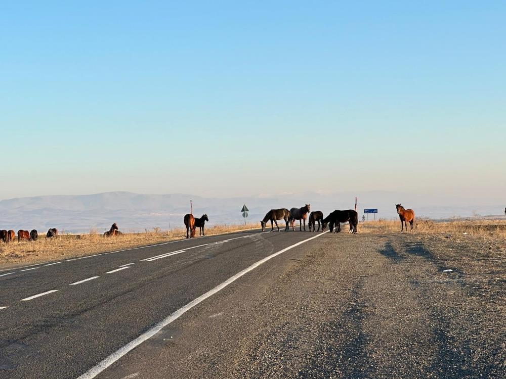 Kars'ta Başıboş atlar tehlike saçıyor