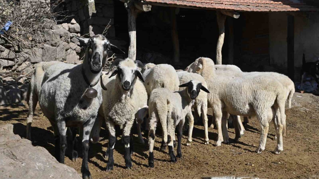 Manisa’da ‘Mavi Dil’ hastalığıyla mücadelede ediliyor