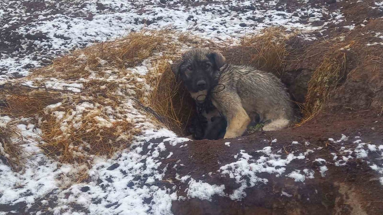 Kars’ta kar yağışı