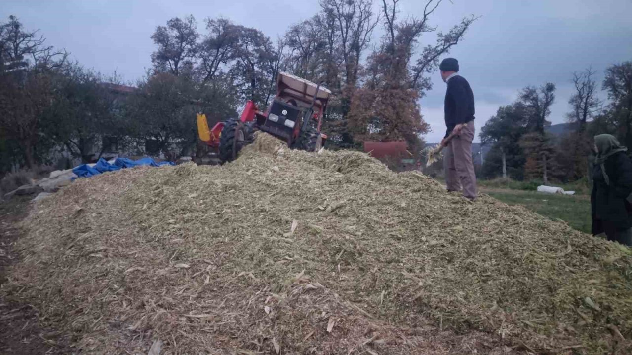 Sinop’ta silajlık mısır hasadı sona erdi