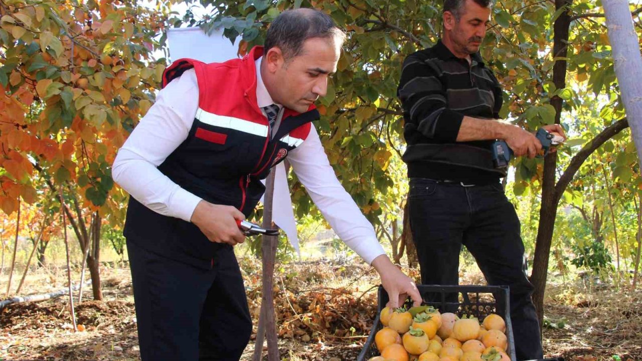 Denemek için bahçesine cennet hurması ekti, geçimini bununla sağlamaya başladı