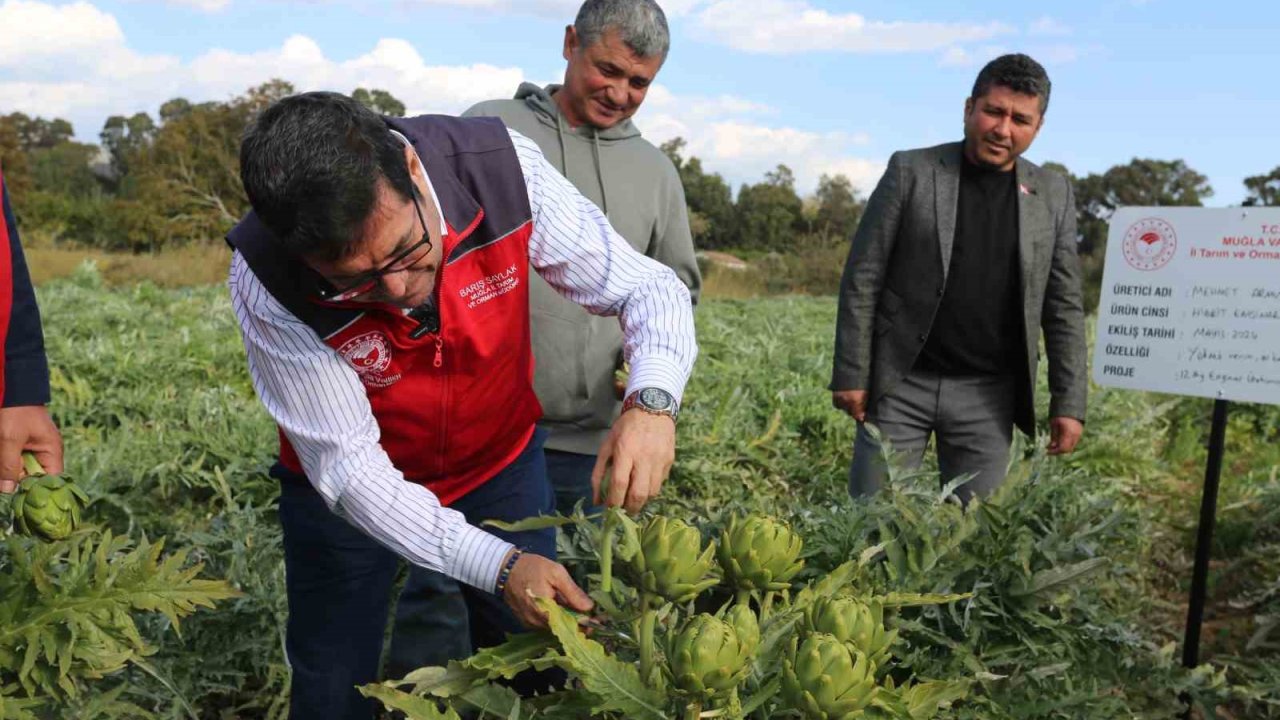 Muğla’da hedef 12 ay Enginar üretimi