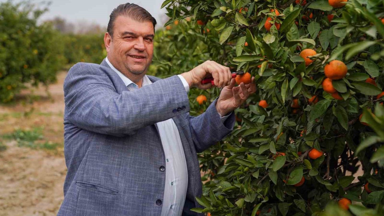 Seferihisar’da Mandalina Şenliği heyacanı