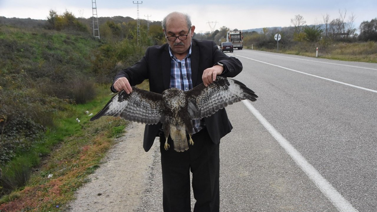 Sinop’ta otomobile çarpan atmaca telef oldu