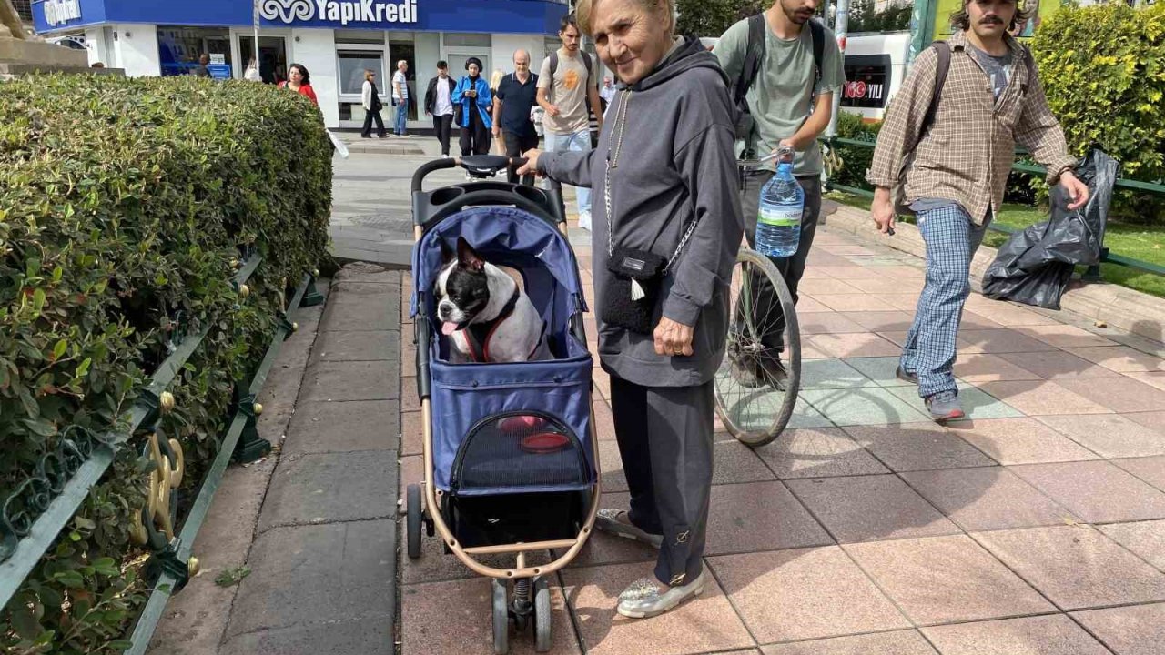 17 Kilo ağırlığına ulaşan köpeğini gezdirme adeta bir bebek gibi dolaştırıyor