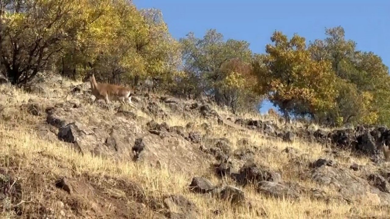 Elazığ’da dağ keçileri görüldü