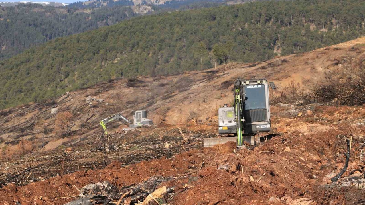 Yangında küle dönen Ilgaz Dağı yeniden yeşillenecek