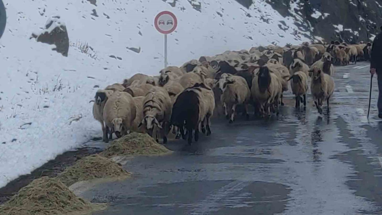 Van’da besicilerin zorlu kış mesaisi başladı