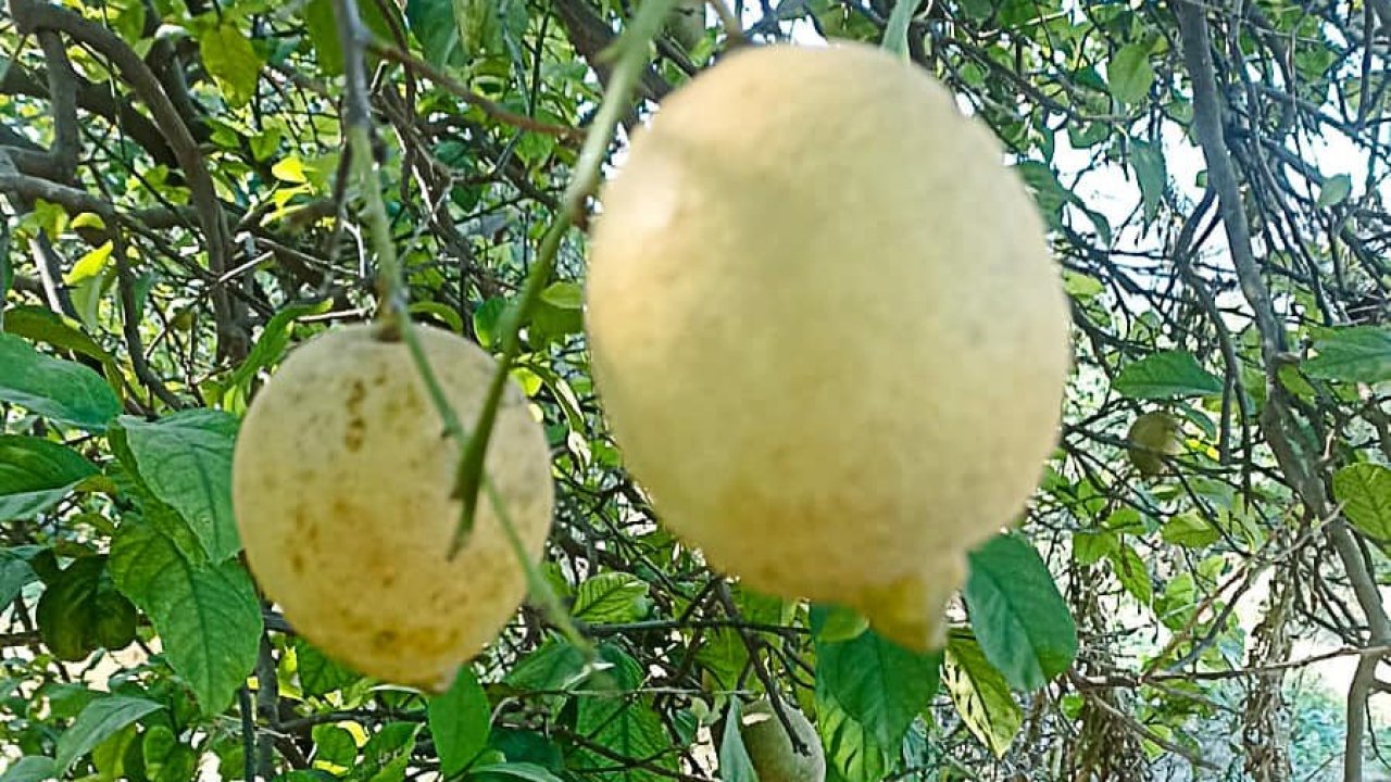 Ortaca’da limon ve greyfurt bahçelerinde incelemelerde bulunuldu