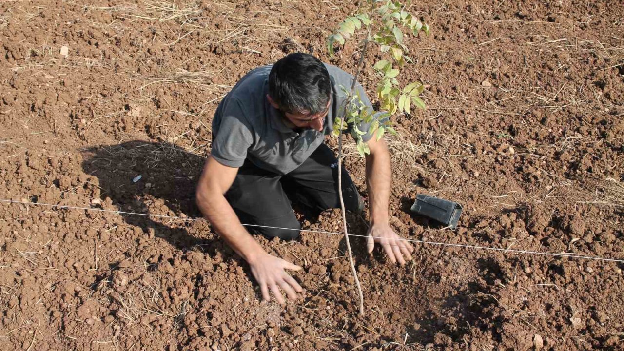 Mardin’de fıstık ağaçları toprakla buluşturuldu