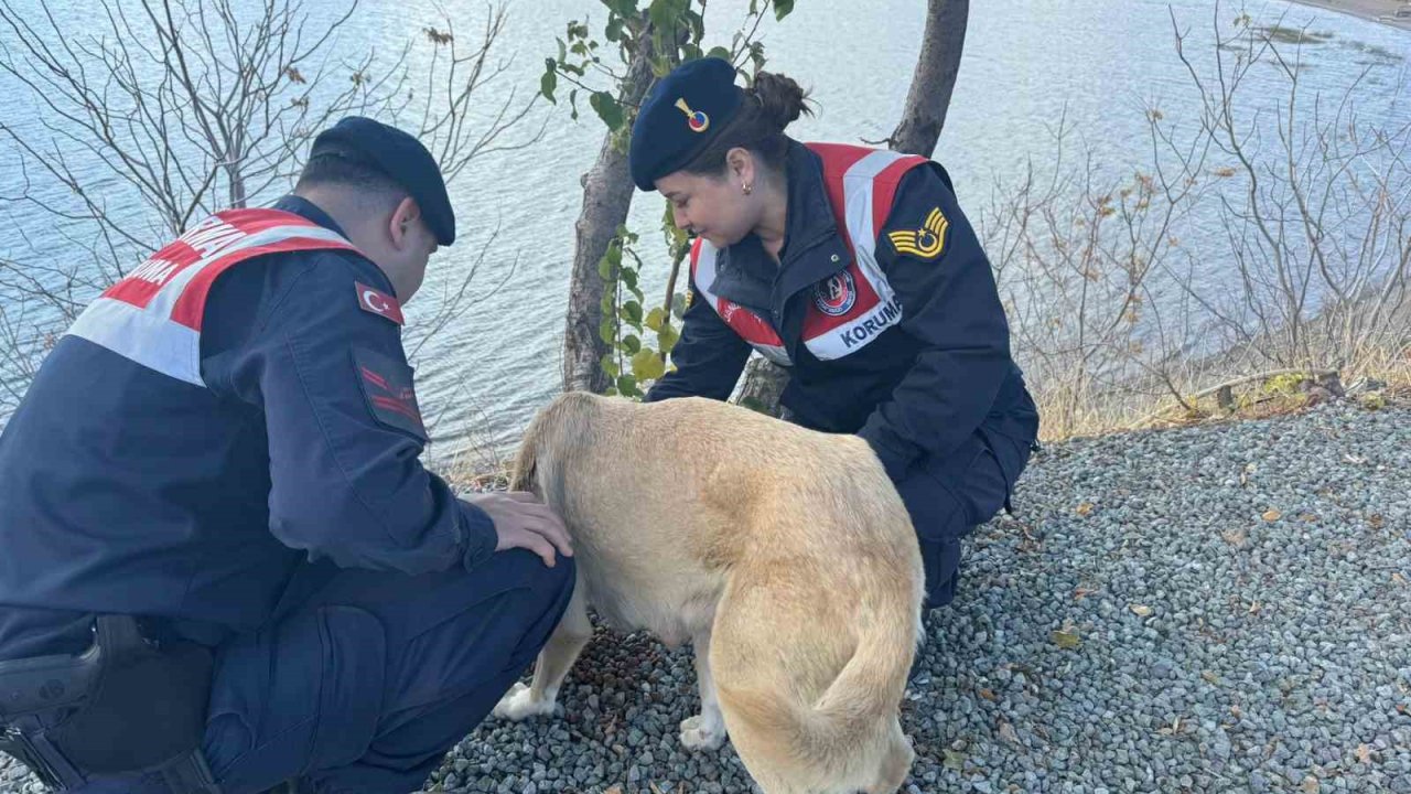 Elazığ’da jandarma ekipleri sokak hayvanlarını unutmadı