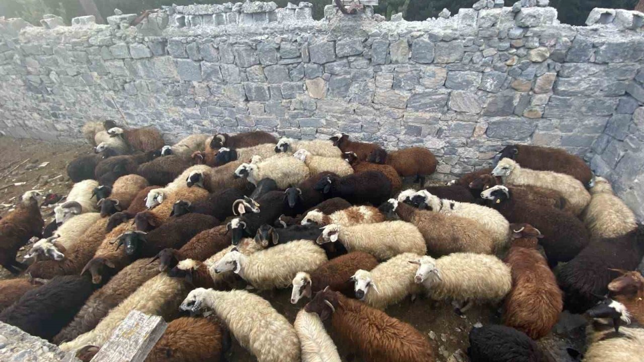 Sarıkamış’ta maskeli hırsızlar tarafından çalınan hayvanlar bulundu