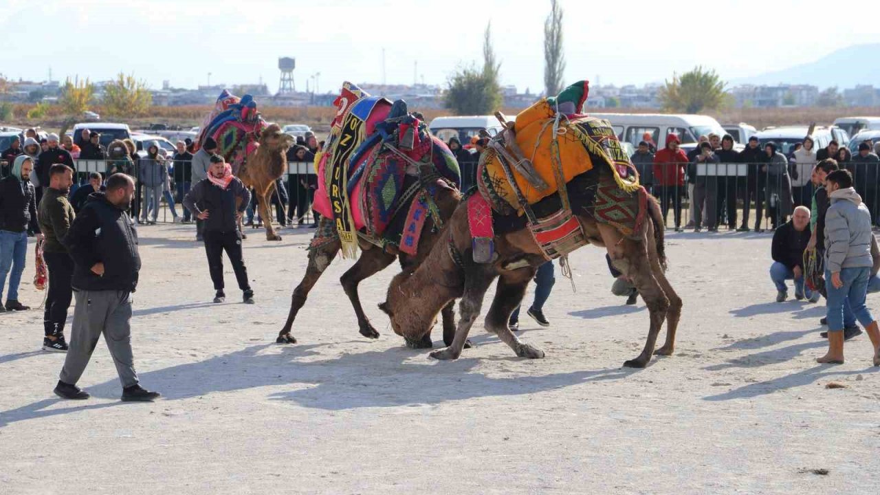 Saruhanlı’da deve güreşleri festivaline büyük ilgi