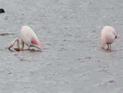 Kuzey Doğa Derneği Ardahan’da ilk kez Flamingo kaydetti