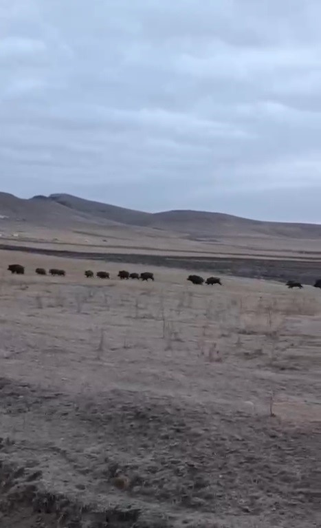 Kars’ta domuz sürüsü görüntülendi