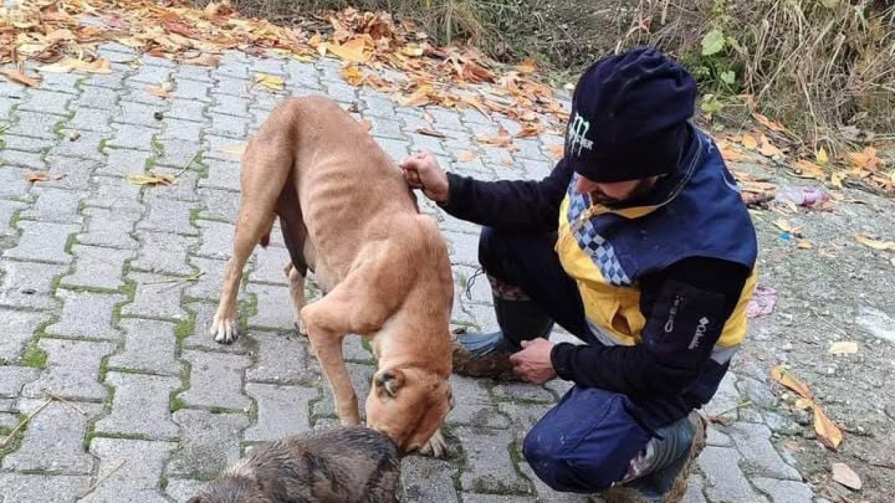 Kanalizasyon giderine sıkışan yavru köpek kurtarıldı, annesi ekiplere adeta teşekkür etti