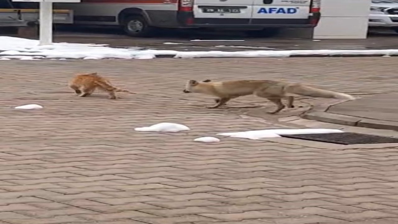 Mahallenin maskotu tilki ‘Boncuk’ ile kedinin oyunu kameralara yansıdı