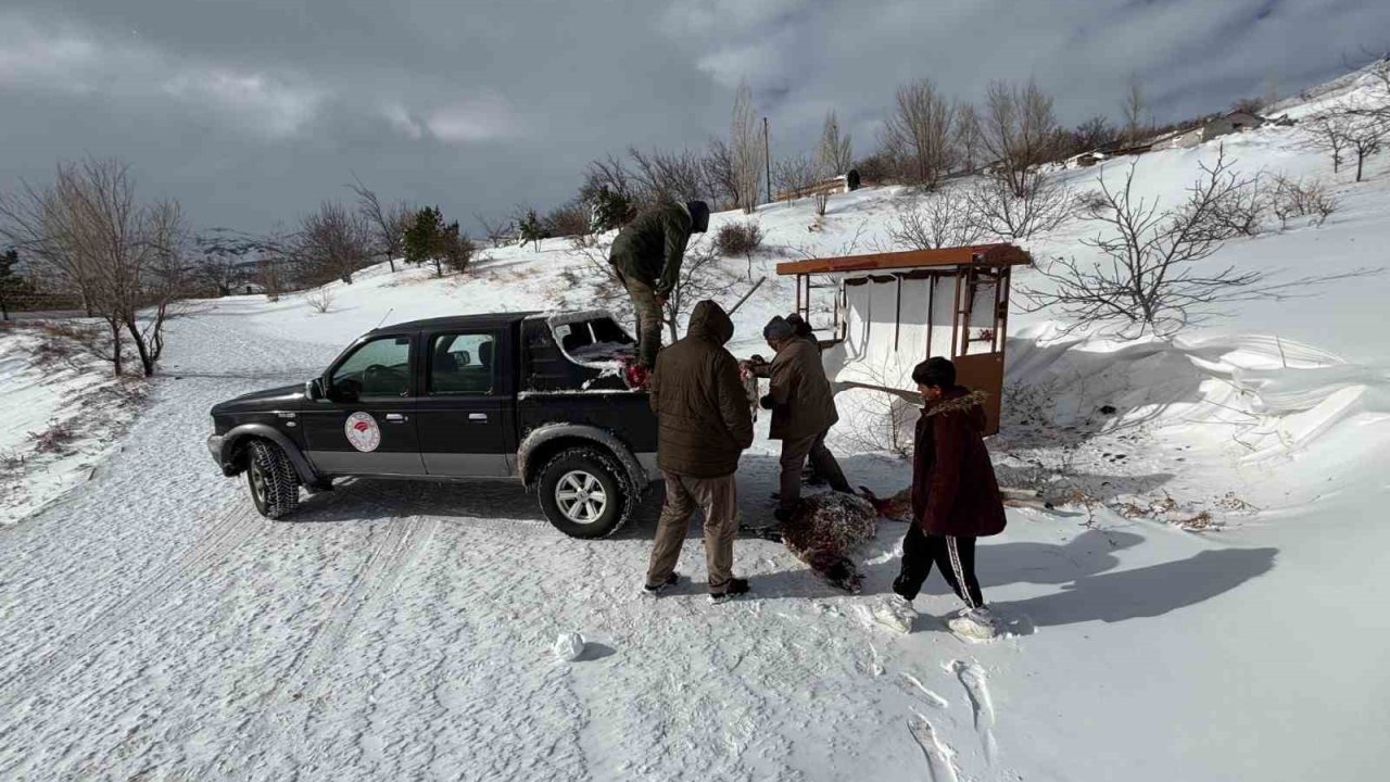 Yoğun kar yağının etkili olduğu Erzincan’da tarımda zarar tespit çalışmaları sürdürülüyor