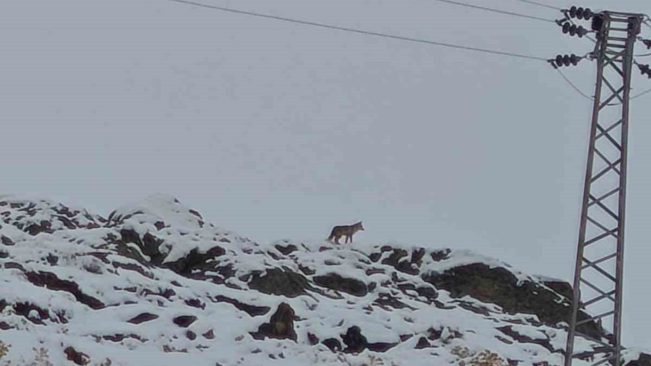 Hakkari’de gündüz vakti kurt görüntülendi