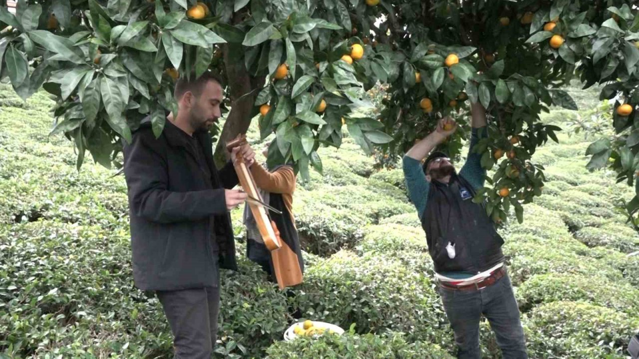 Mandalinayı kemençe eşliğinde hasat ettiler