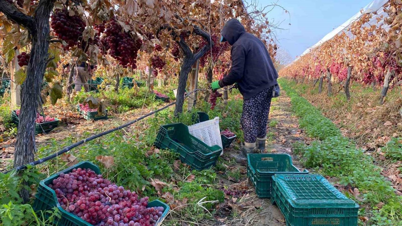 Kış geldi Sarıgöl’de üzüm hasadı devam ediyor