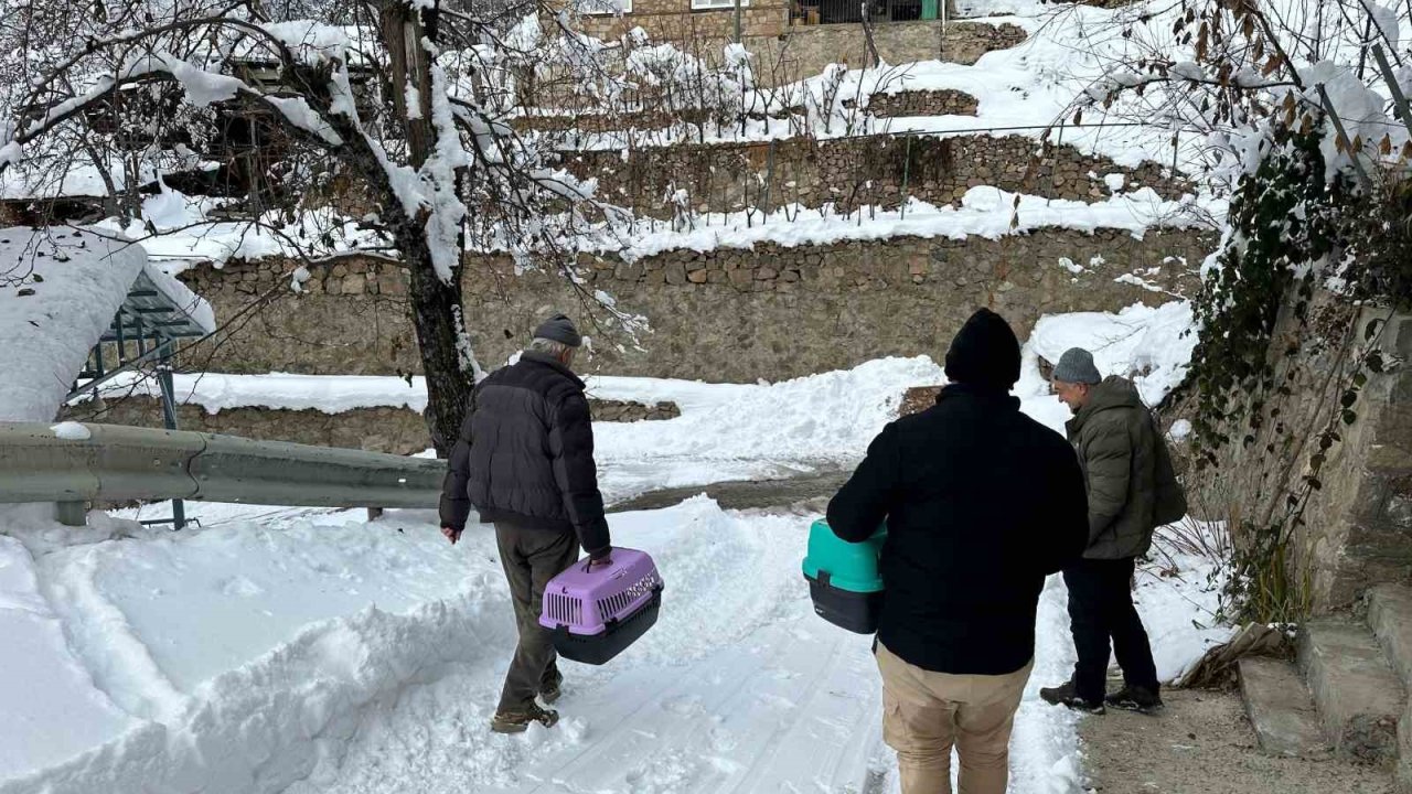 Artvin’de mezrada kar nedeniyle mahsur kalan 4 kedi de kurtarıldı