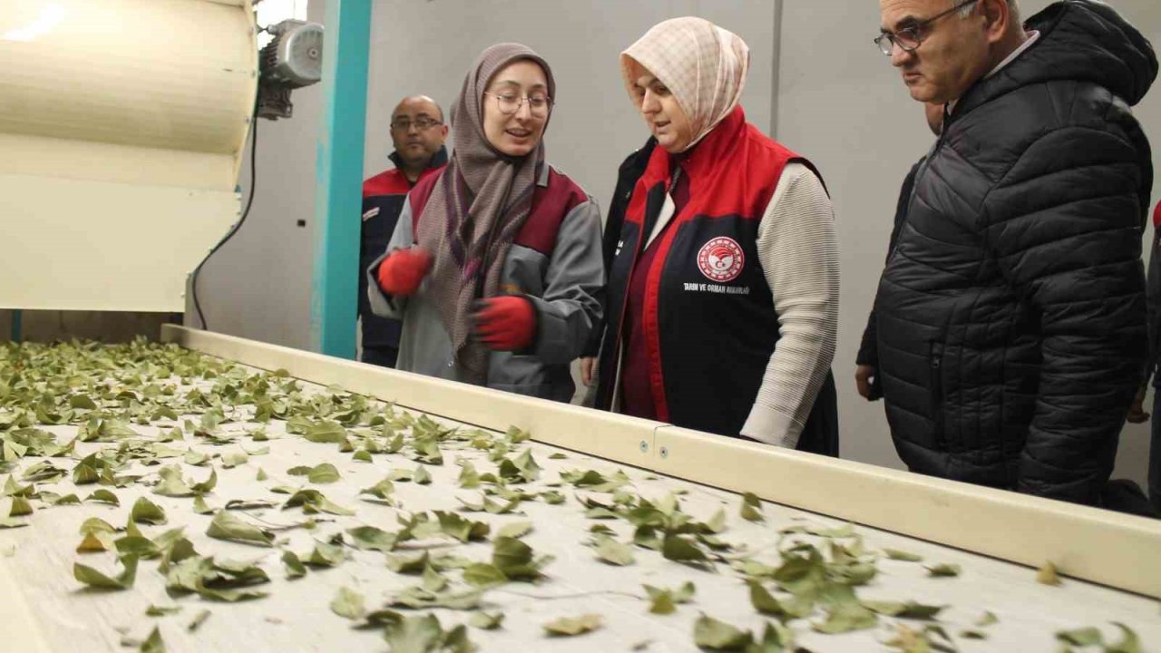 Devletten aldığı destek işletme kapasitesi 3 katına çıktı