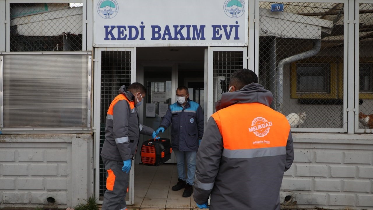 Yardıma muhtaç sokak hayvanları Melikgazi’nin sevimli dost ambulansı ile hayata tutundu