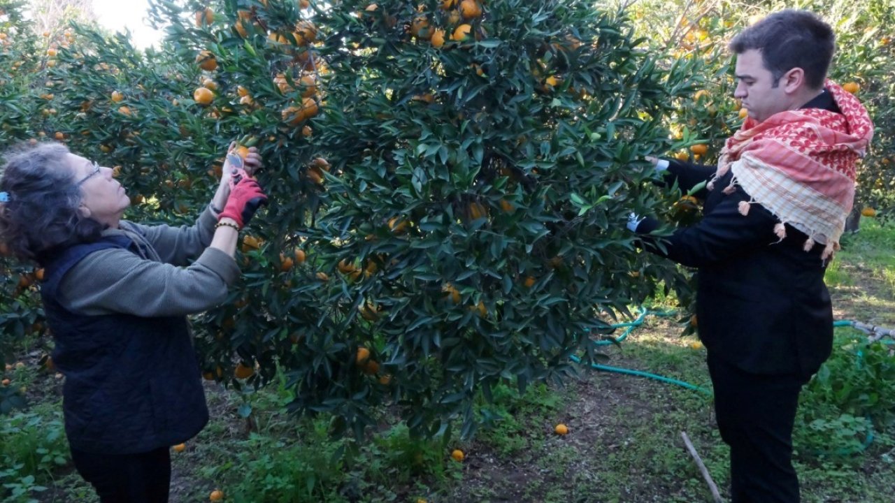 Başkan Mandalinci, mandalina hasadına katıldı