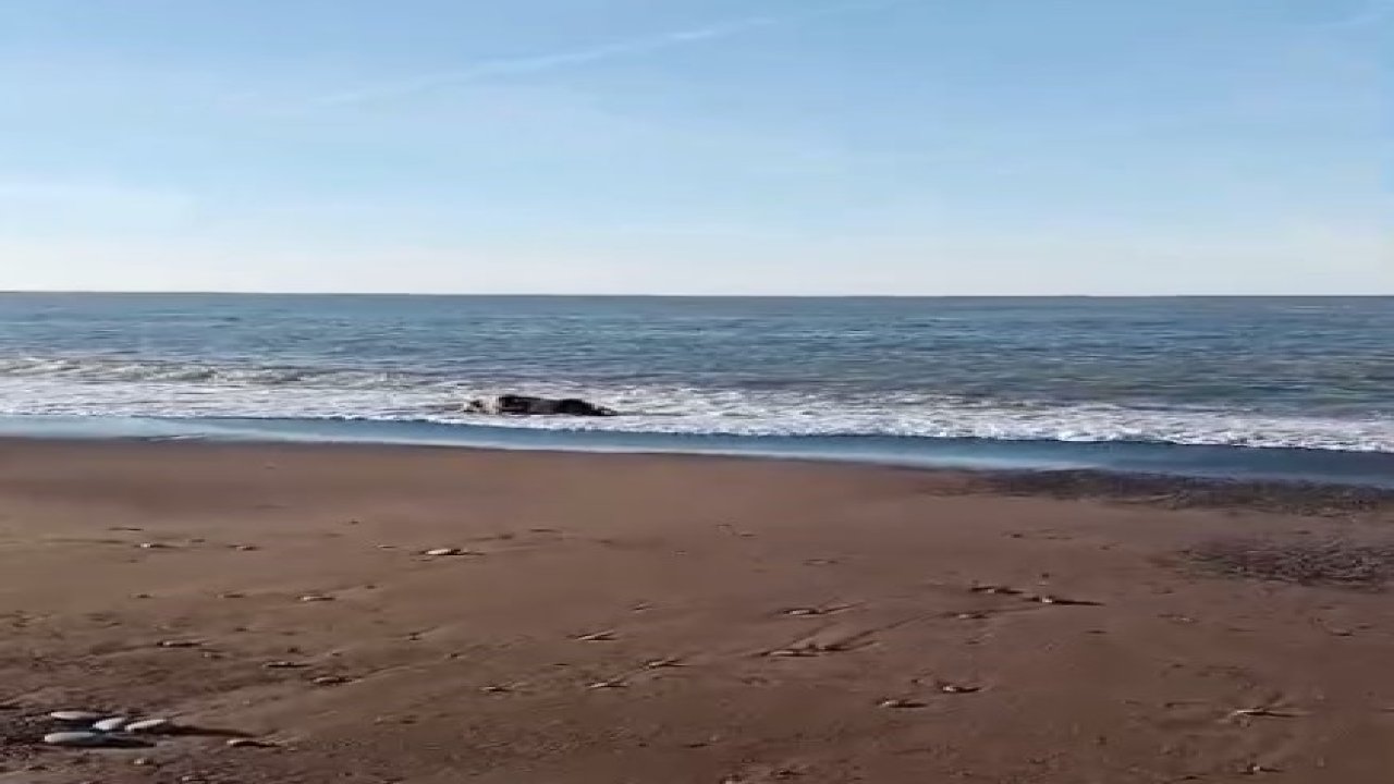 Kastamonu’da sahile inek cesedi vurdu