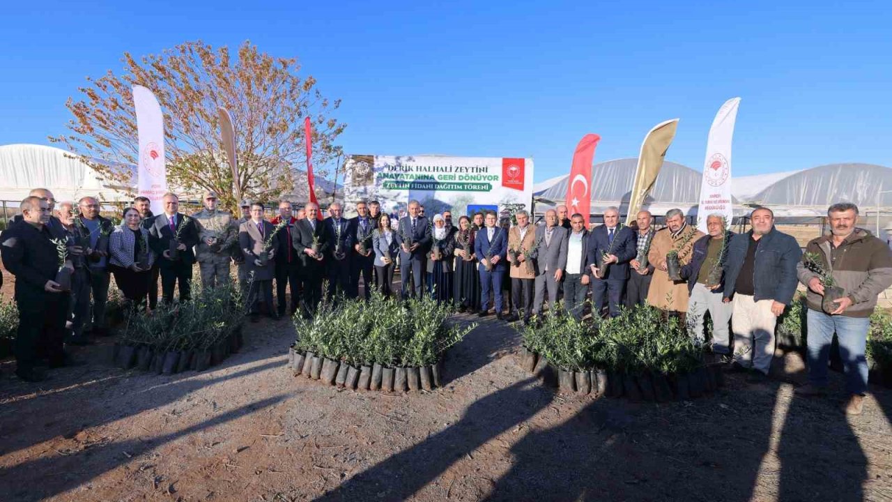 Mardin’de çiftçilere 19 bin 480 zeytin fidanı dağıtıldı